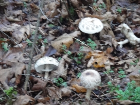 Alice-in-Wonderlandish mushrooms